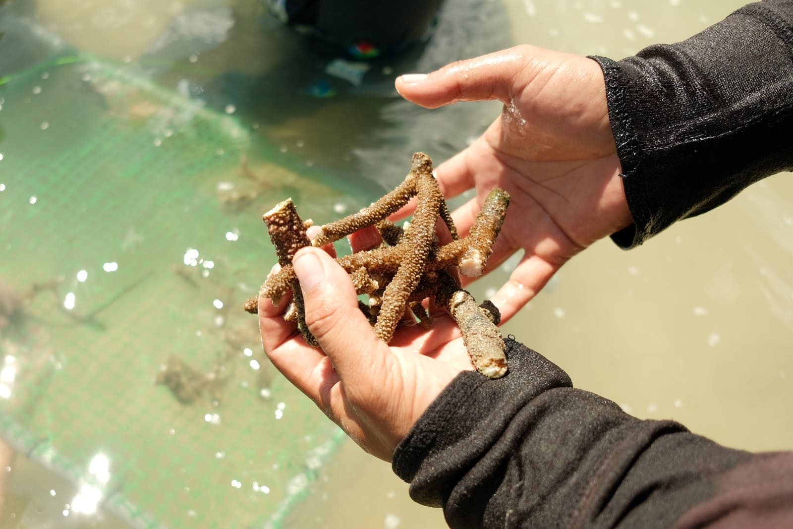 Preserving Paradise: Hari Alam Sekitar Negara 2023 Breathes New Life into Langkawi’s Coral Reefs